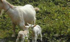 影响山羊繁殖力的主要因素有哪些