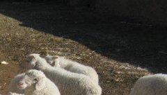 羊引种的基本原则有哪些，羊引种的注意事项