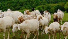 夏季放牧羊需要注意什么,六个放牧羊群注意事项