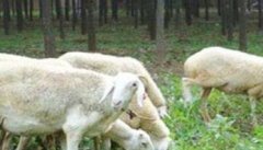 绵羊的饲养管理上的一般技术措施