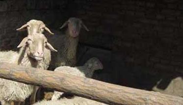 如何养羊