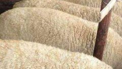 羊喂精料太多会导致酸中毒