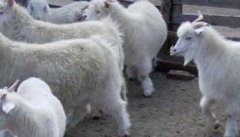 羊养殖的饲料需求有哪些