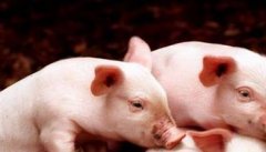 影响断奶仔猪生产性能的因素有哪些？
