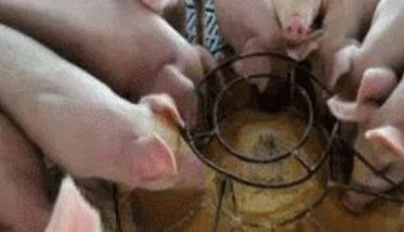 仔猪人工乳的饲喂方法