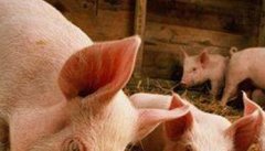 断奶仔猪的饲料构成要求，饲养管理要点是什么