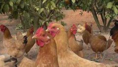 果园养鸡有哪些讲究，需要注意什么？