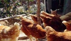 庭院养鸡应注意的问题