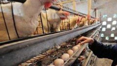 养殖蛋鸡如何减少鸡蛋破损率、提高蛋壳质量？