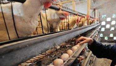 蛋鸡如何减少鸡蛋破损率、提高蛋壳质量