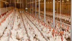 养殖肉鸡如何节省饲料，以下五大诀窍要掌握
