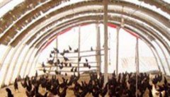 大棚养殖蛋鸡如何把环境调控要做好？