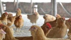 目前农村养鸡面临的主要问题有哪些？