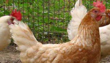 识辨高产鸡和低产鸡