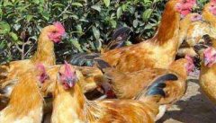 养鸡场影响饲料利用率的因素有哪些