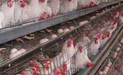 高温季节产蛋鸡养殖管理技术