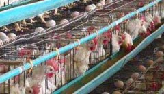 蛋鸡养殖成本的组成和利润预算方法