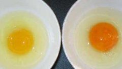 怎样区分土鸡蛋和普通鸡蛋，它们有哪些区别？