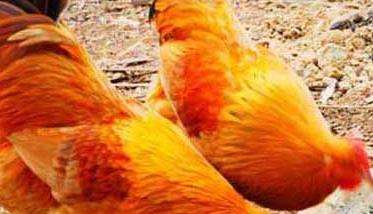 杏花鸡繁殖期的饲养管理
