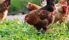 如何带鸡消毒 鸡舍带鸡消毒的程序和方法