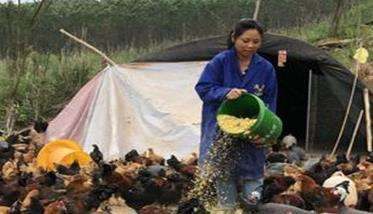农家喂鸡不当导致养鸡效益低下
