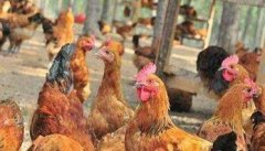 为什么养鸡存在那么多的疫病？
