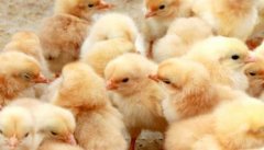 雏鸡的饲养环境的构建要求及育雏环境控制方法