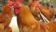 怎样防治鸡蛔虫病？鸡蛔虫病的诊断要点