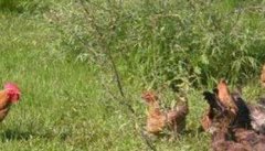 柴鸡养殖注意事项有哪些？