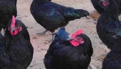 五黑鸡养殖技术要点