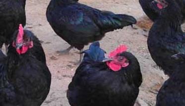 五黑鸡养殖技术