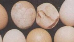 鸡为什么生软壳蛋 鸡产软壳蛋怎么办