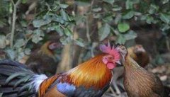 原鸡是什么鸡，原鸡和家鸡有什么区别？