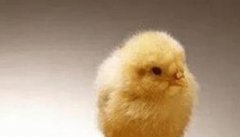 小鸡是怎么孵化而来的 用母鸡孵小鸡要注意什么