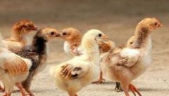小鸡的食物种类有哪些 家养的小鸡具体怎么饲喂