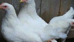 白来航鸡是什么品种，鸡舍如何消毒？