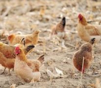 蛋鸡的饲料品质控制及配方调整