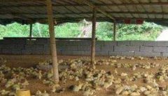 发酵床能养殖哪些鸡 发酵床养鸡对饲料有哪些要