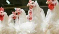 肉鸡为什么公母分群饲养效益高