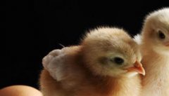 提高雏鸡成活率 需了解雏鸡死亡率高的十大原因