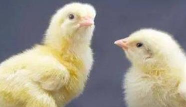 鸡疾病的本质是什么