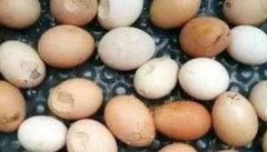 蛋鸡下软壳蛋的十大原因 蛋鸡下软壳蛋怎么办？