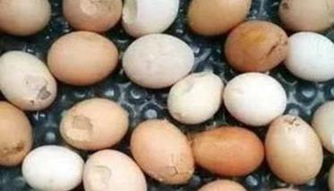蛋鸡下软壳蛋的十大原因