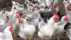 近年来鸡的抵抗力为什么越来越脆弱