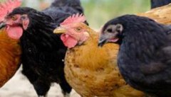 鸡传染性支气管炎治疗方法与预防要点
