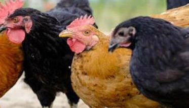 鸡传染性支气管炎的治疗方法