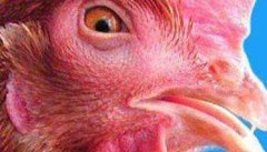 鸡传染性鼻炎的症状及治疗方法