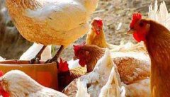 养殖场常见鸡病的治疗手册
