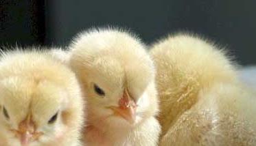 鸡养殖技术