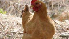 鸡养殖中蠕虫病的预防措施